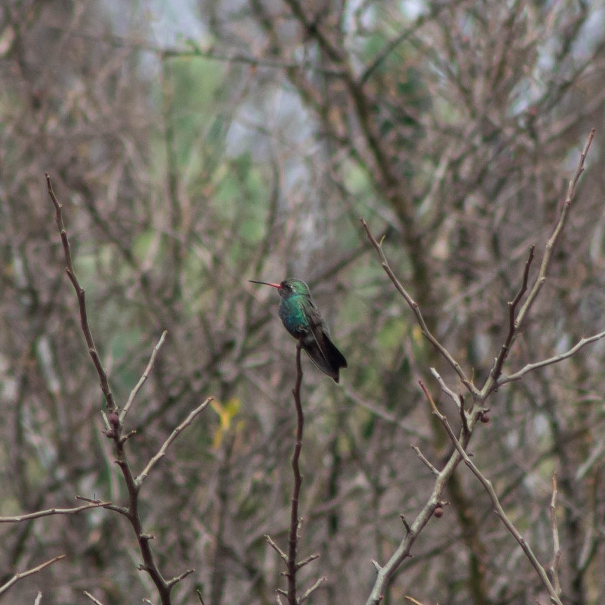 Broad-billed Hummingbird - Alvaro Rivera Rojas