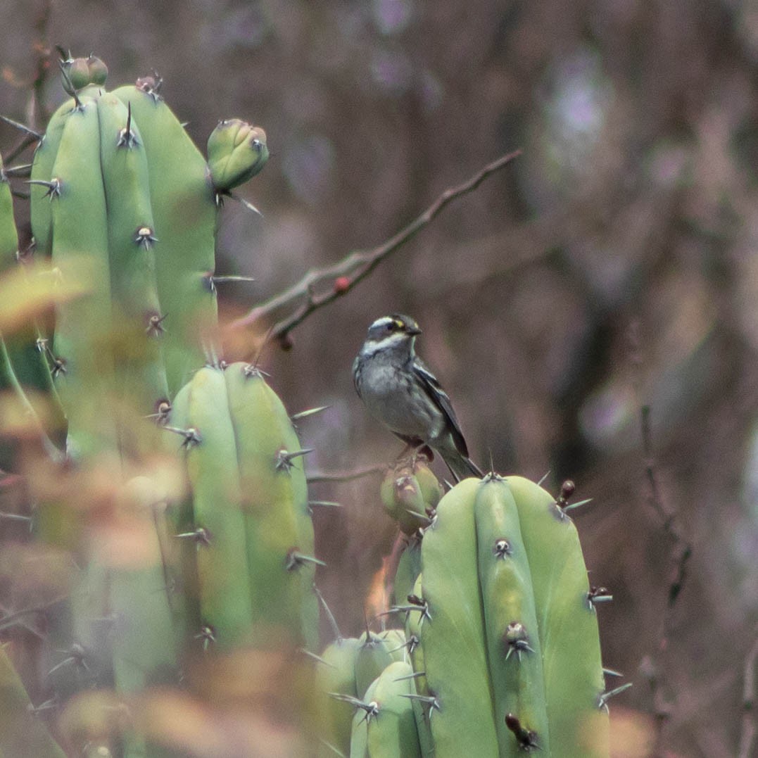 Black-throated Gray Warbler - Alvaro Rivera Rojas