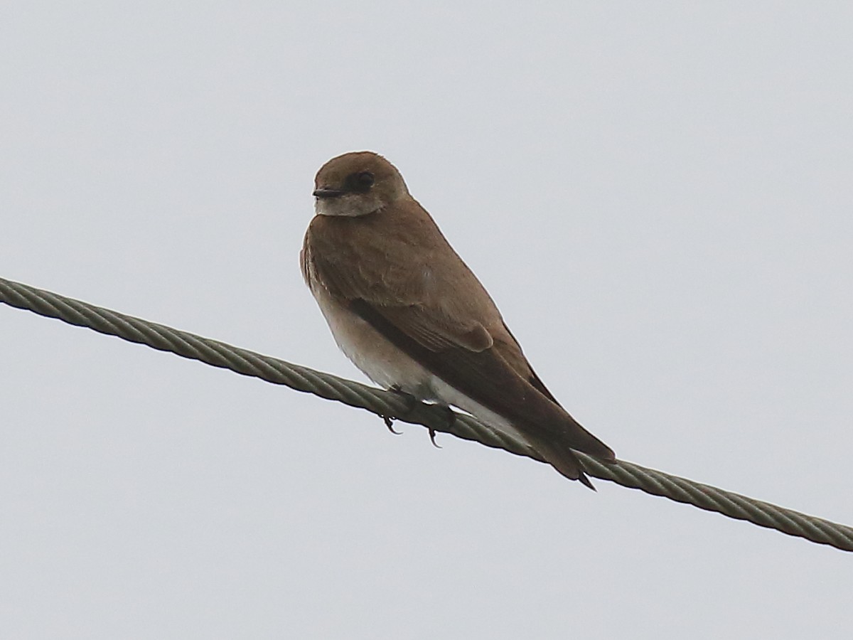 Northern Rough-winged Swallow - ML320124411