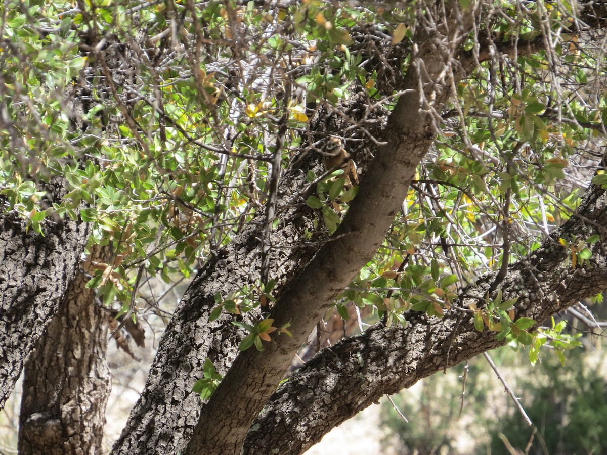Arizona Woodpecker - ML320125561