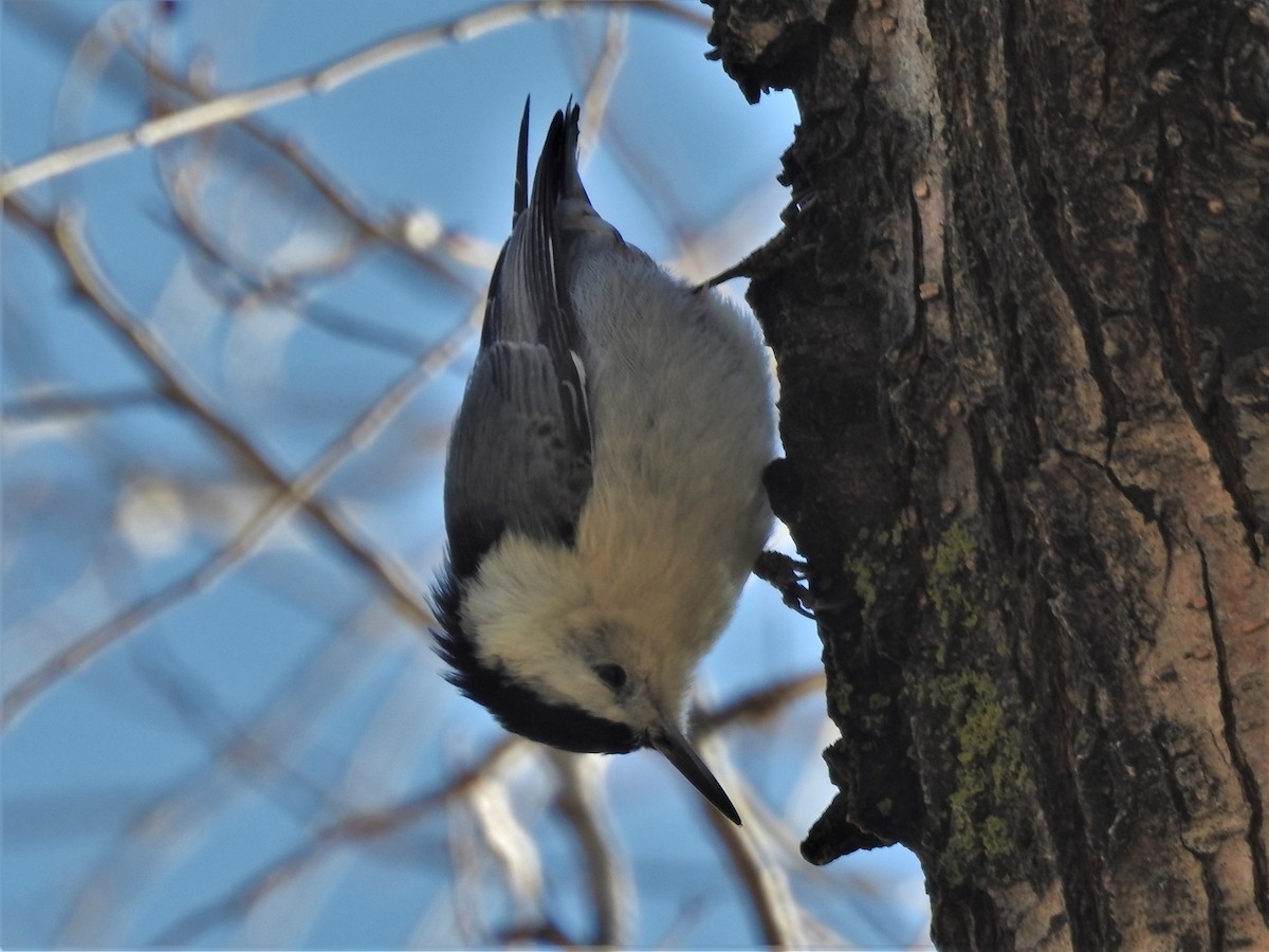 White-breasted Nuthatch - Quinn Diaz
