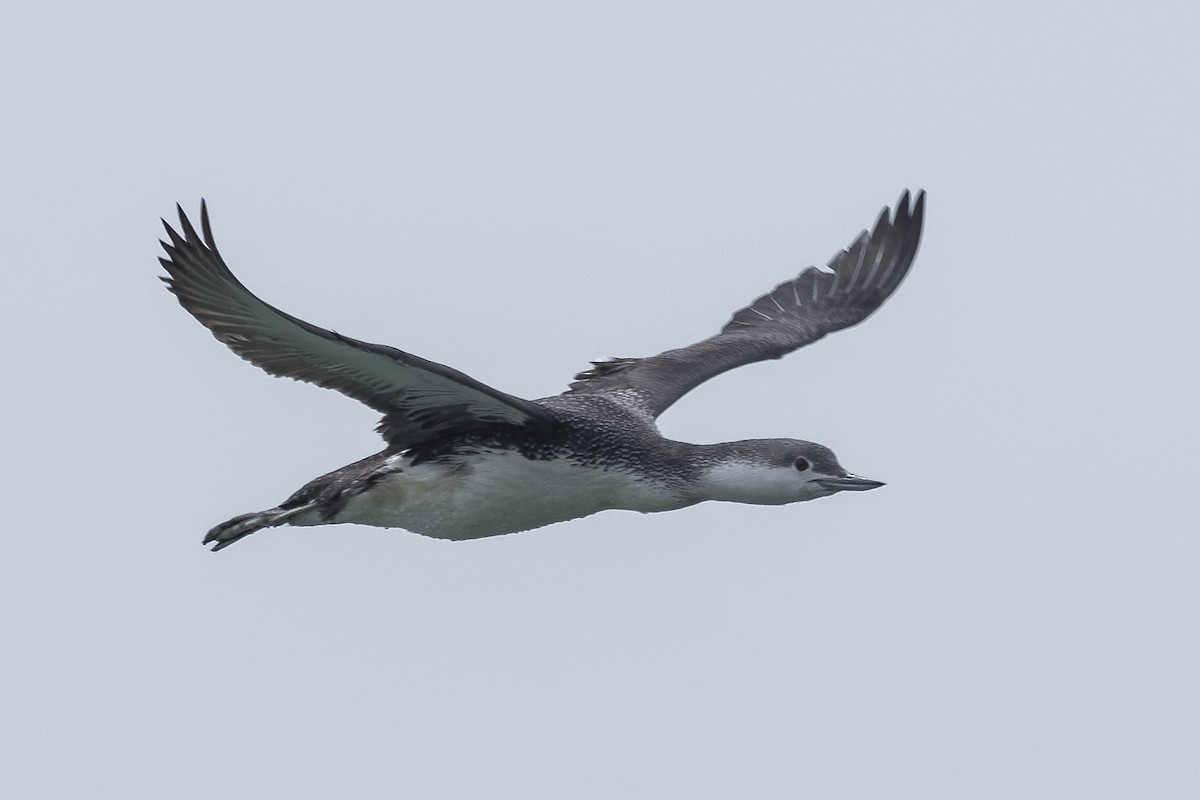 Red-throated Loon - ML320130911