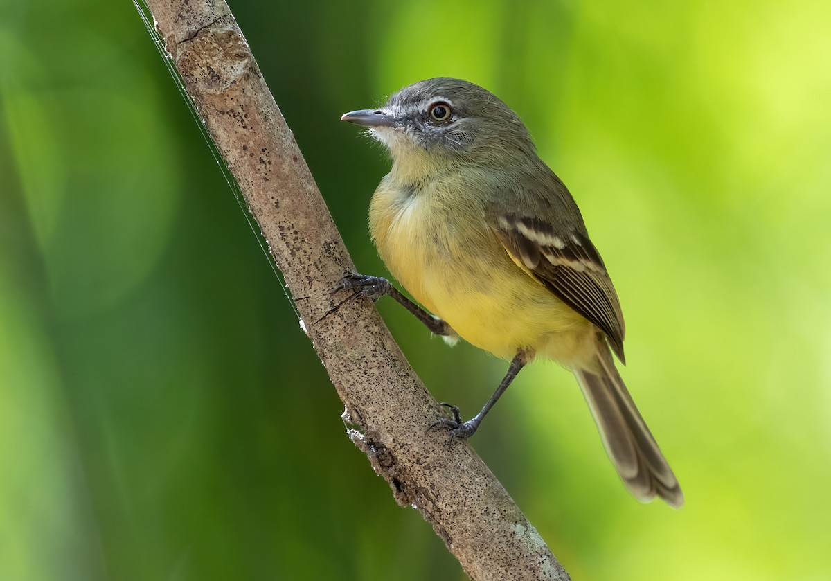 Pale-tipped Tyrannulet - ML320133521