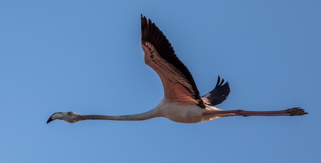 Third Basic Greater Flamingo - Greater Flamingo - 
