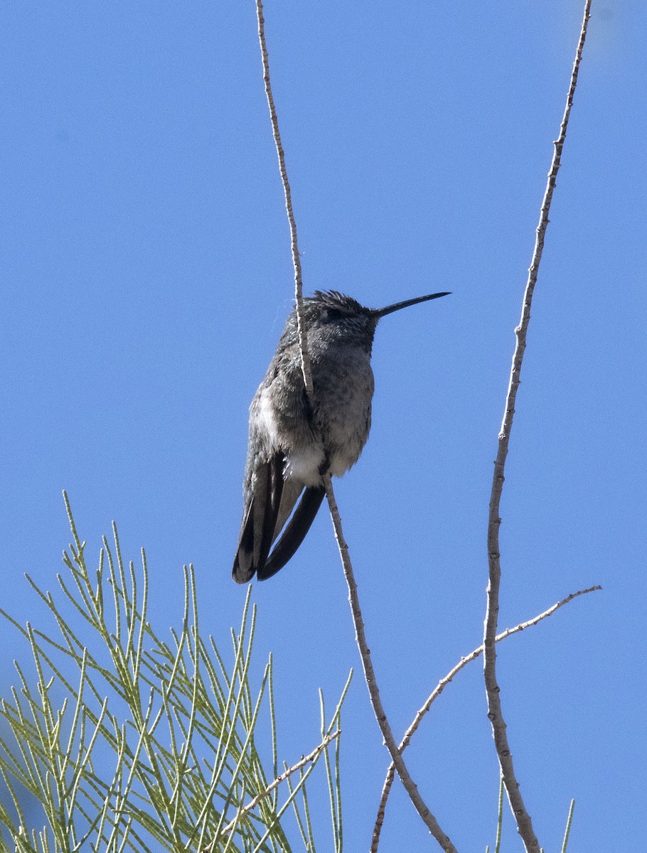 Anna's Hummingbird - Terry  Hurst