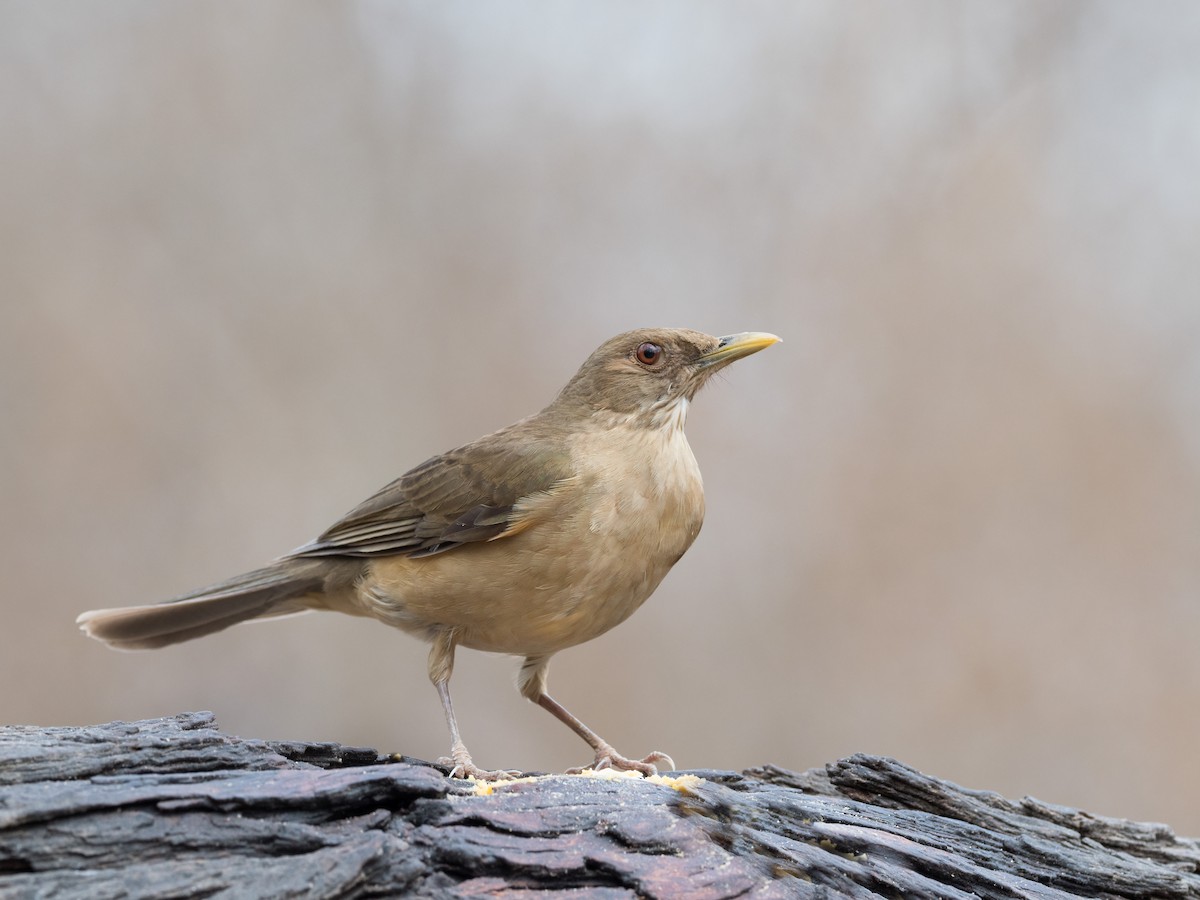 Clay-colored Thrush - Steve Wickliffe