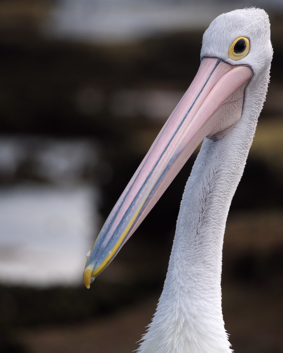 Australian Pelican - Matthew Egan