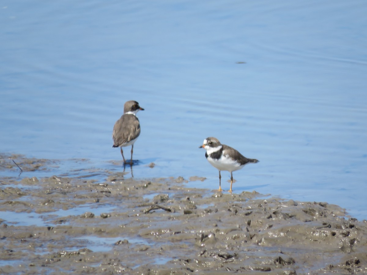 Semipalmated Plover - ML320144981