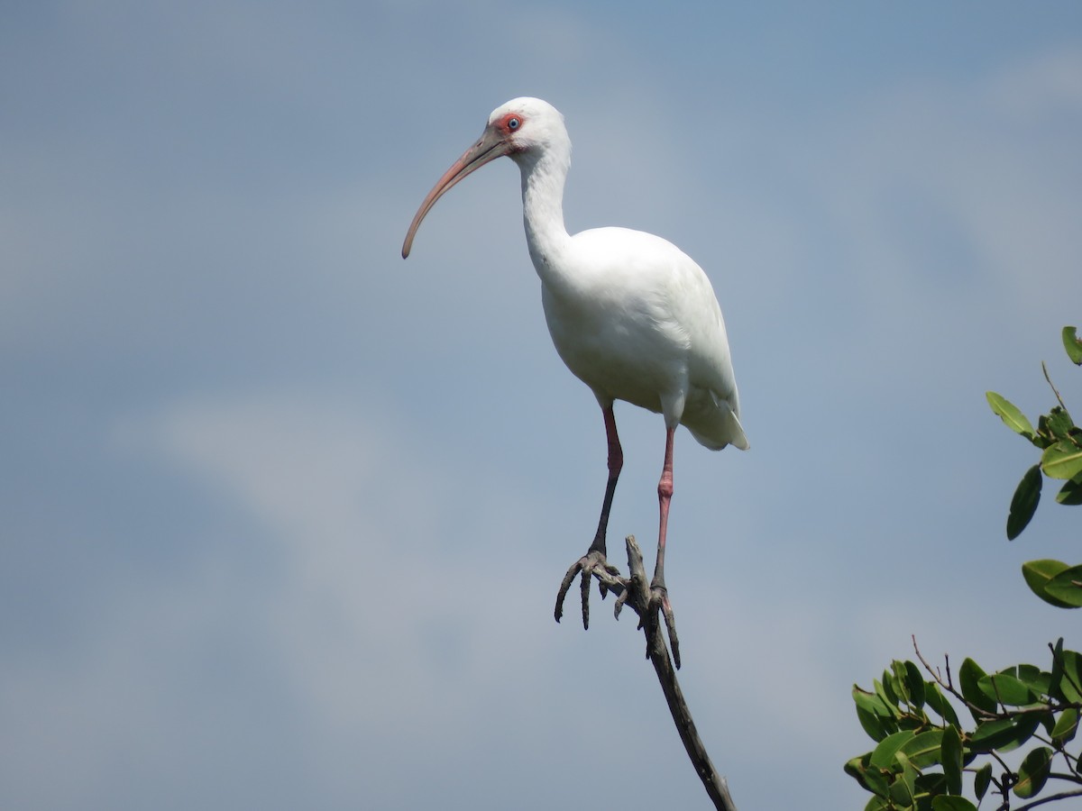 ibis bílý - ML320148711