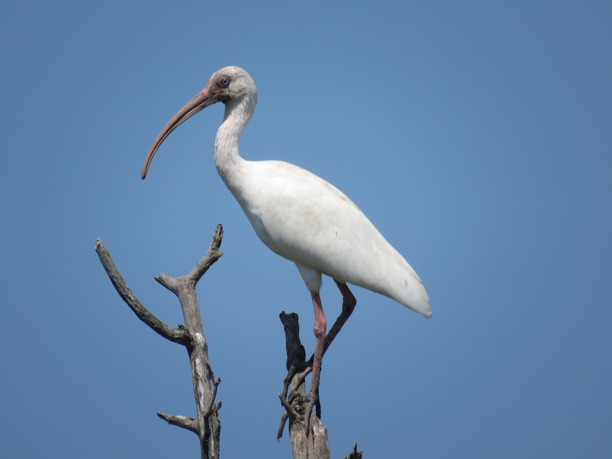 ibis bílý - ML320148721
