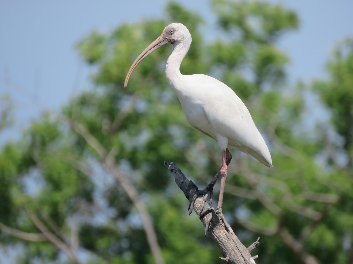 ibis bílý - ML320148741