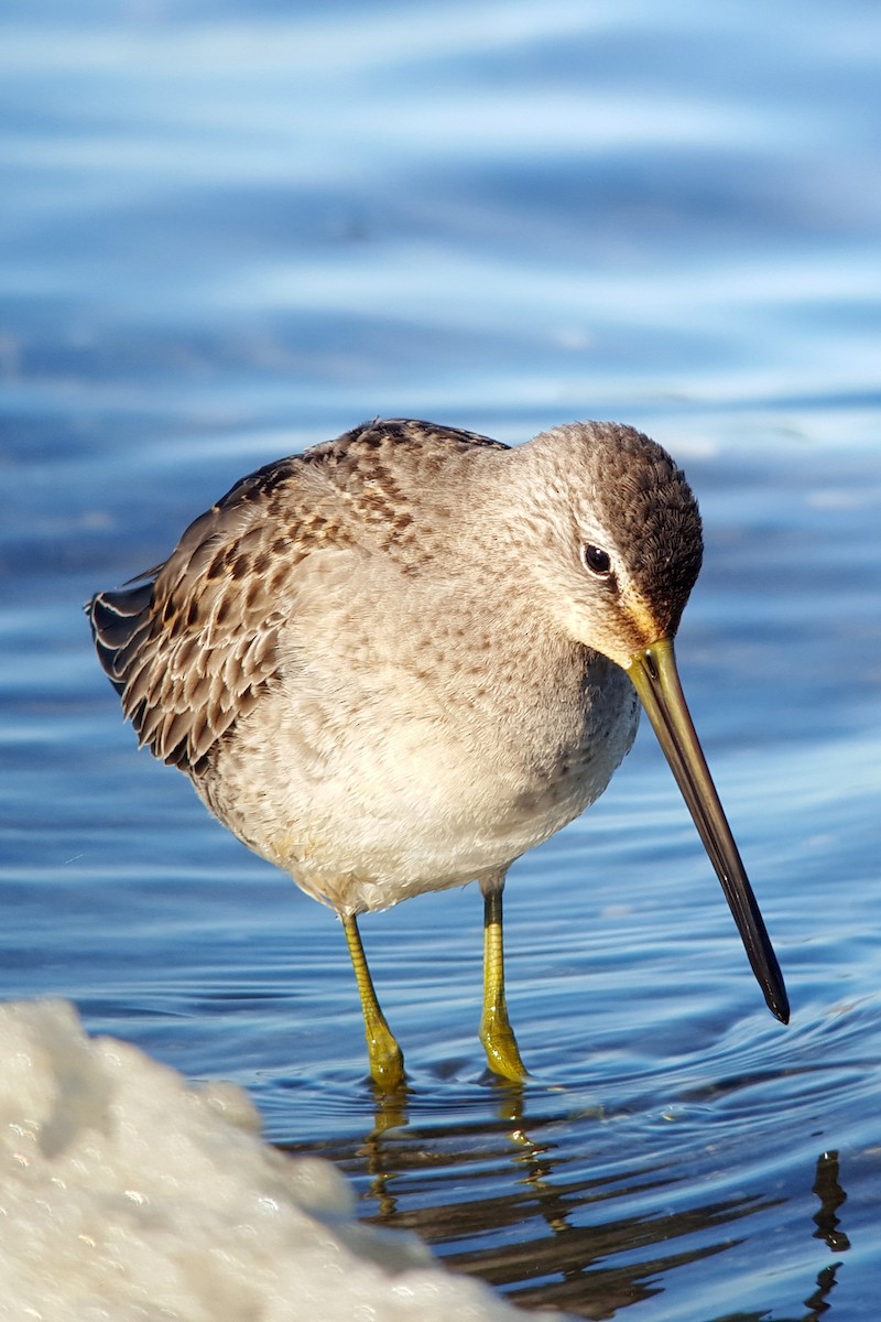 Long-billed Dowitcher - Tom Auer