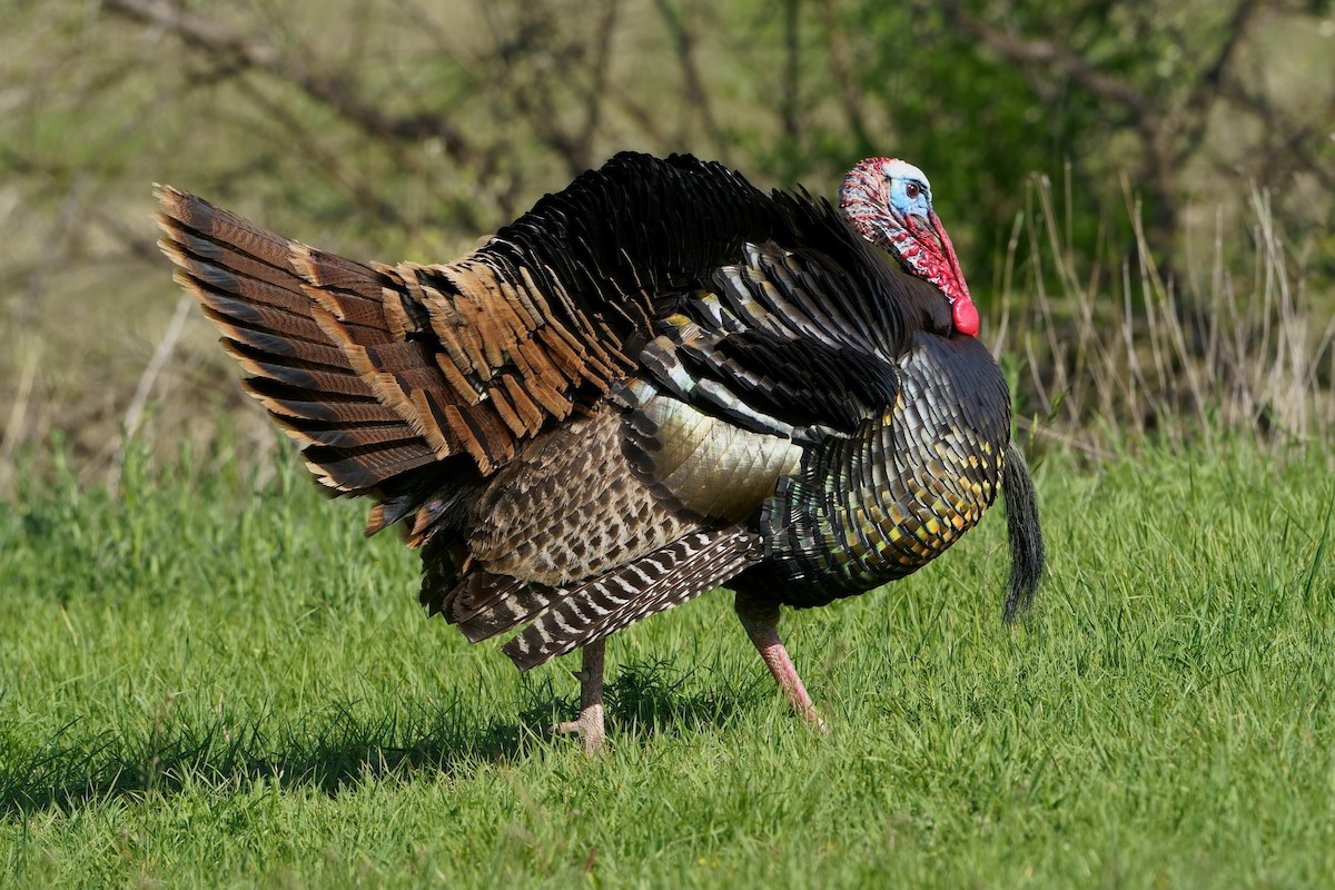 Wild Turkey - Gil Eckrich