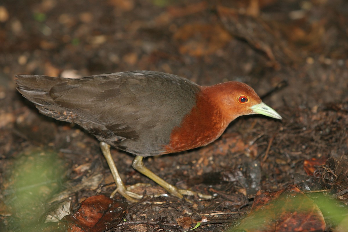 Red-necked Crake - Keith & Lindsay Fisher
