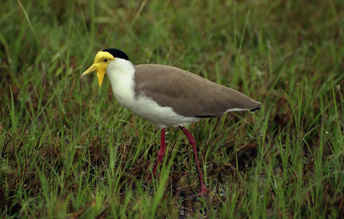 Masked Lapwing - Keith & Lindsay Fisher
