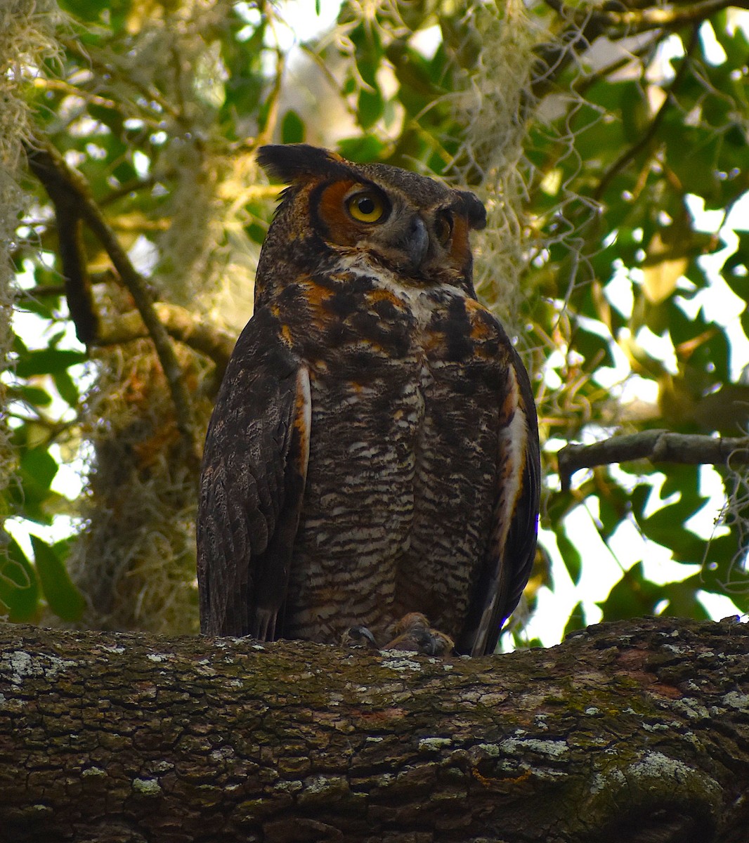 Great Horned Owl - ML320153131