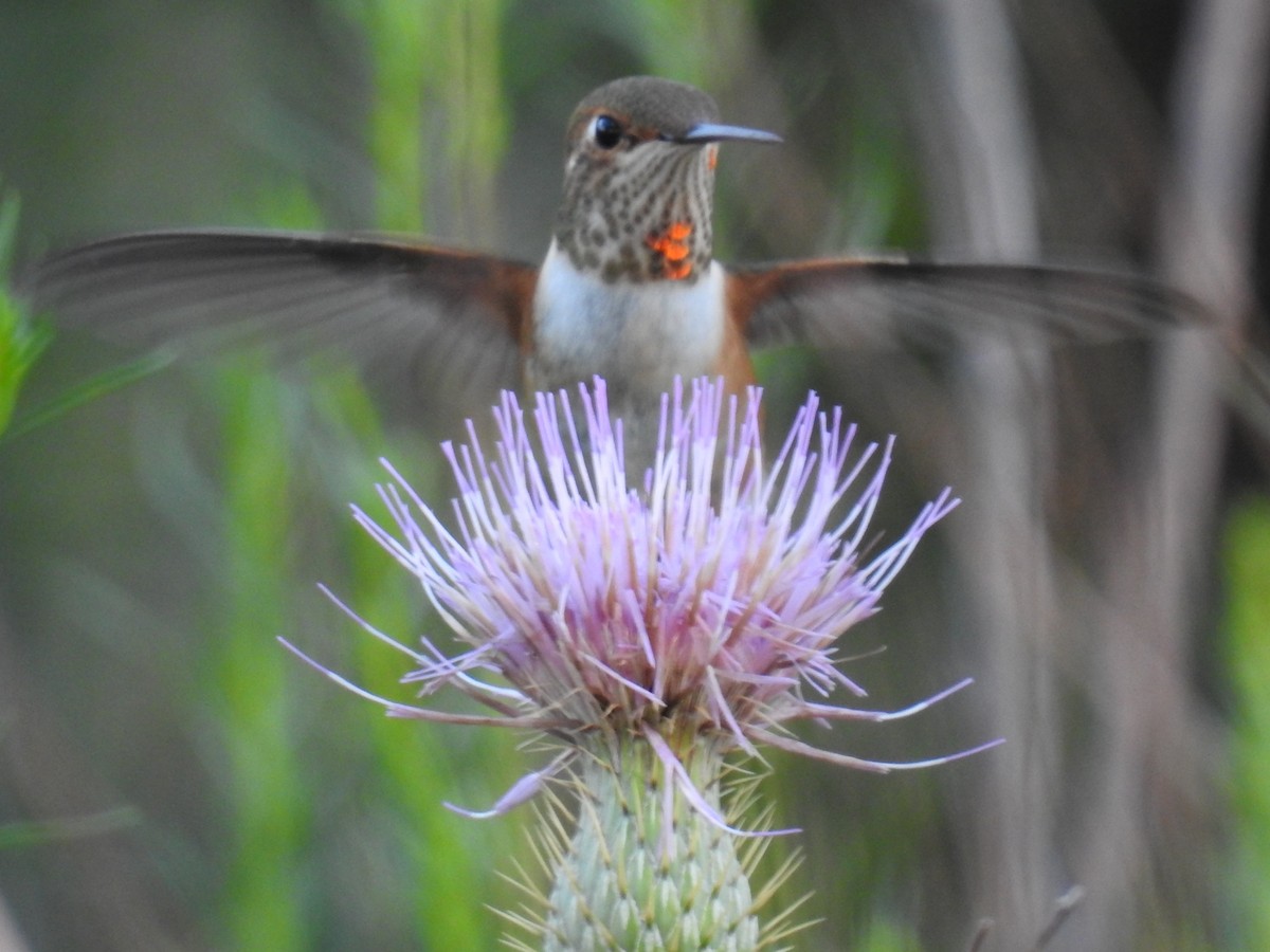 Rufous Hummingbird - ML32015431