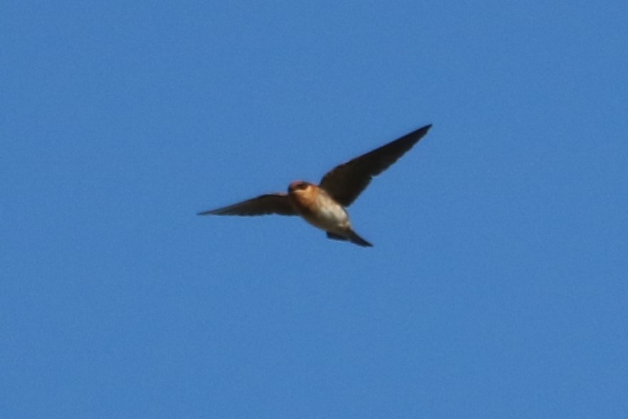 Cave Swallow - Philip Andescavage