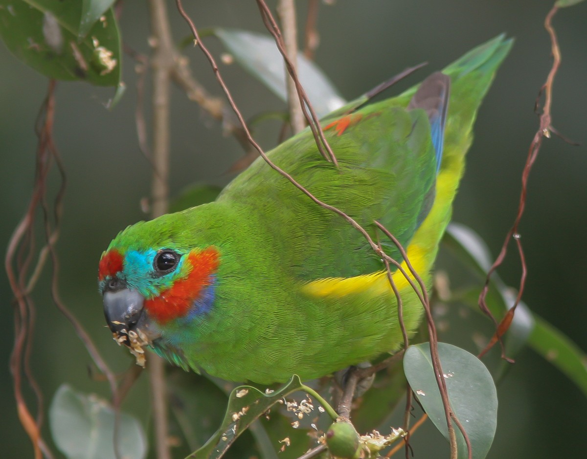 Double-eyed Fig-Parrot - ML32015591
