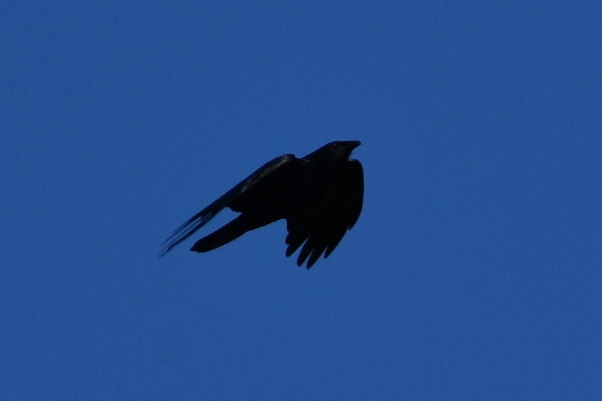 American Crow - ML320157301