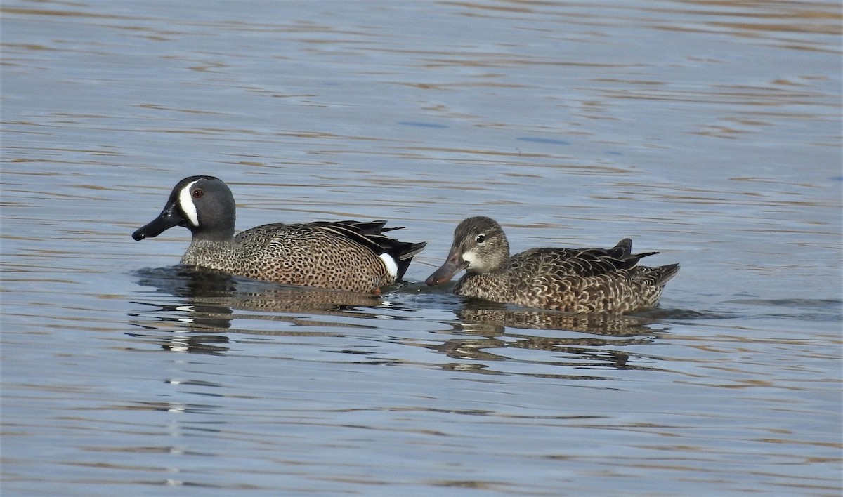 Blue-winged Teal - ML320157331
