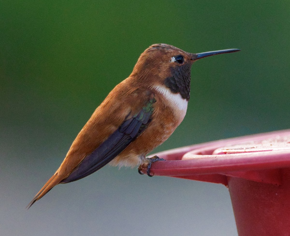 Rufous Hummingbird - ML320157931