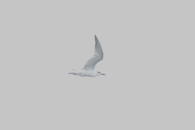 Gull-billed Tern - Jonathan  Vargas