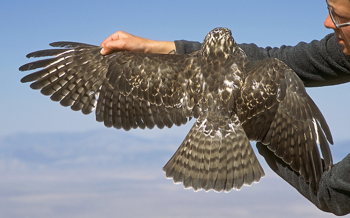 Broad-winged Hawk - Jerry Liguori