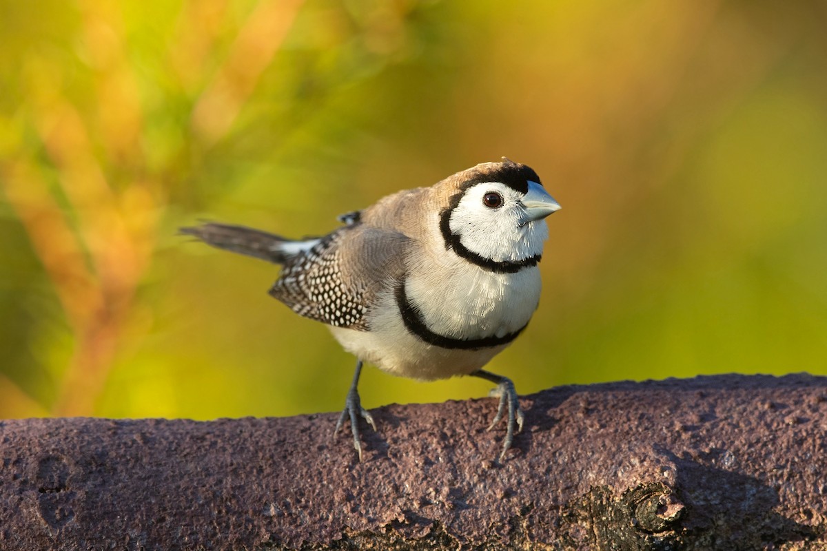 Double-barred Finch - David Irving