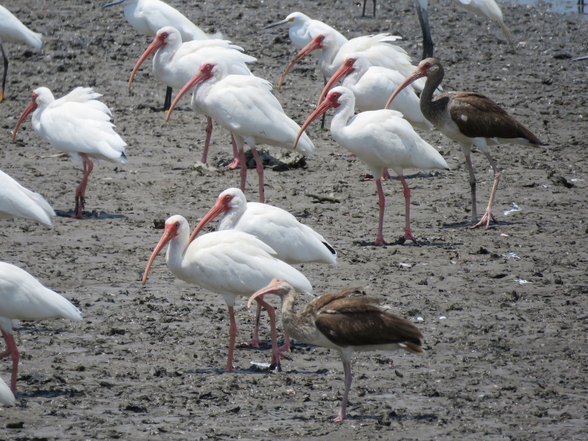 ibis bílý - ML320165861
