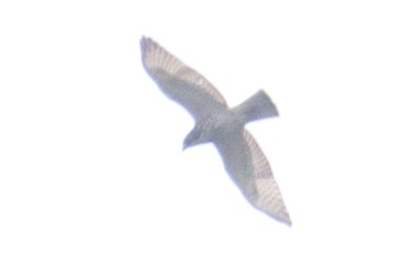Broad-winged Hawk - ML32016761