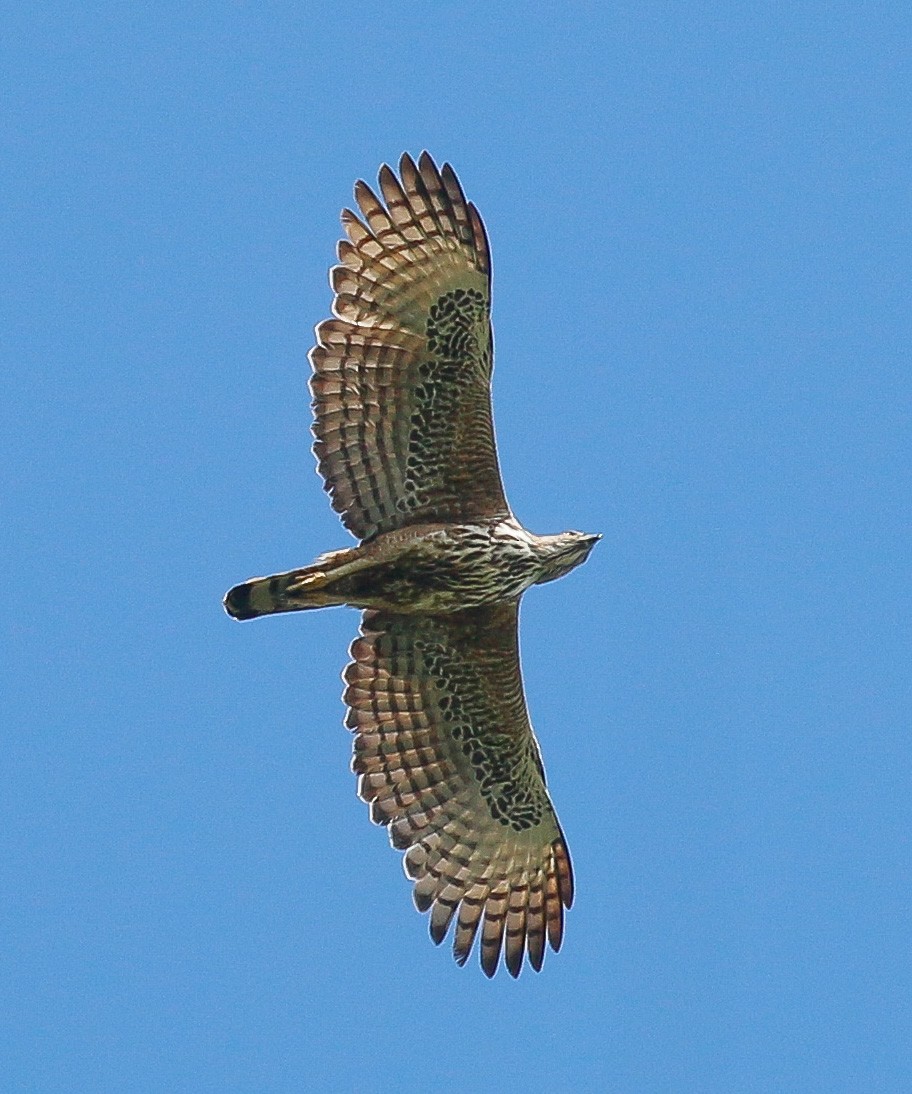 Changeable Hawk-Eagle - Neoh Hor Kee