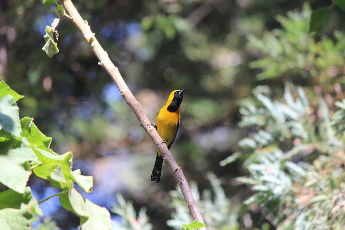 Hooded Oriole (nelsoni Group) - ML320183501