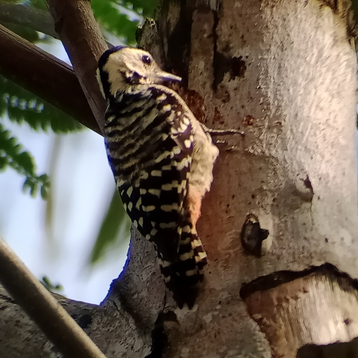 Sunda Pygmy Woodpecker - ML320185721