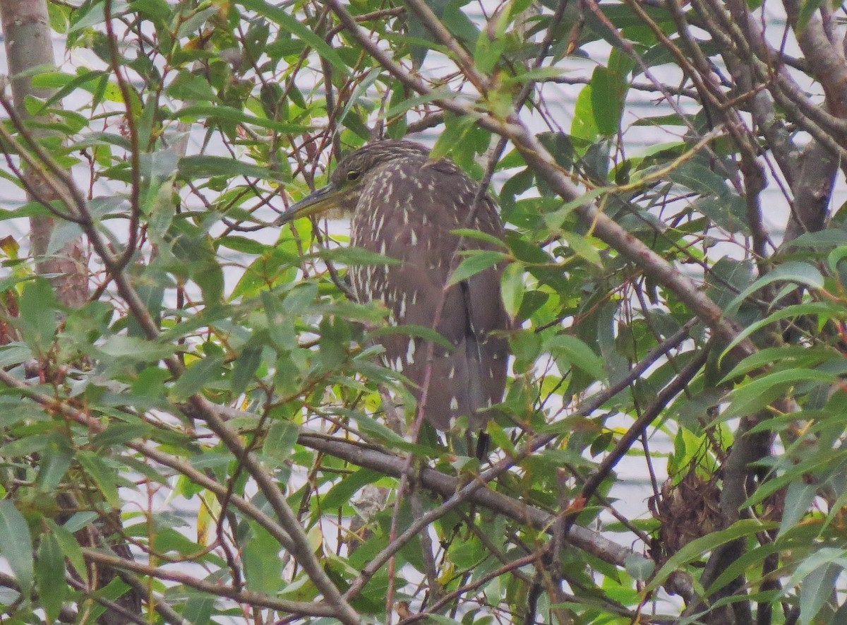 Black-crowned Night Heron - ML32018631