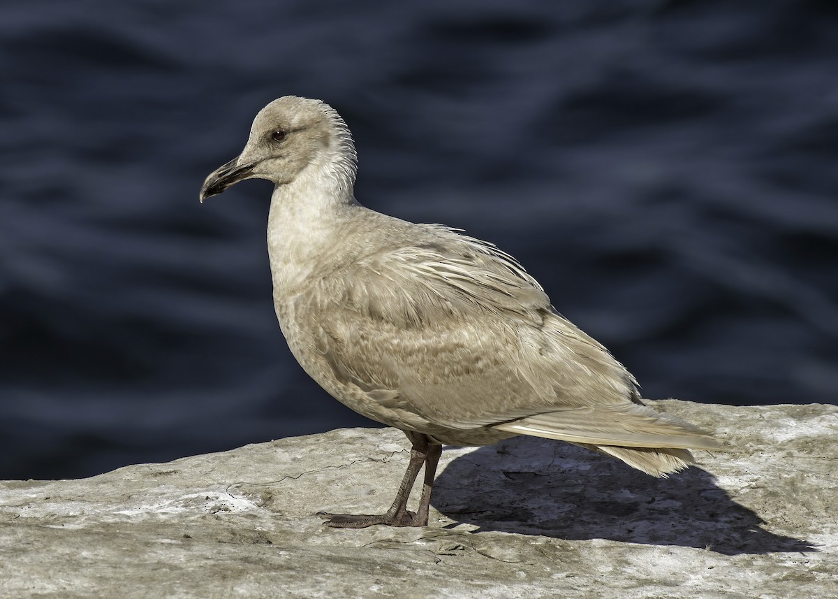 Glaucous-winged Gull - Alison Davies