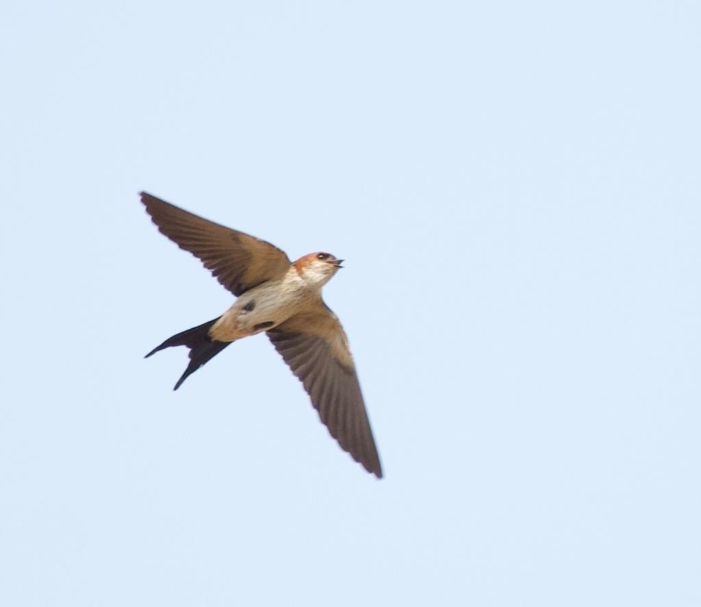 Red-rumped Swallow - ML320192231