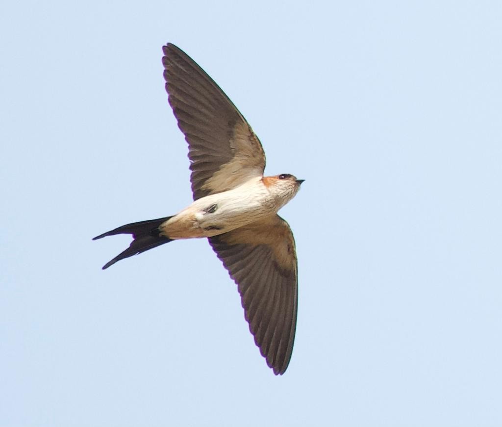 Red-rumped Swallow - ML320192241