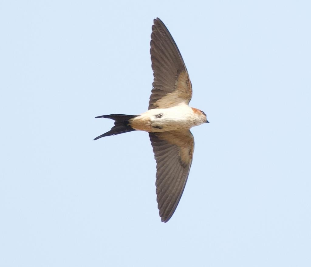 Red-rumped Swallow - ML320192251