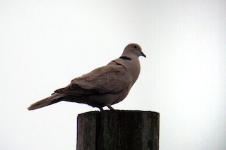 Eurasian Collared-Dove, ML32019531