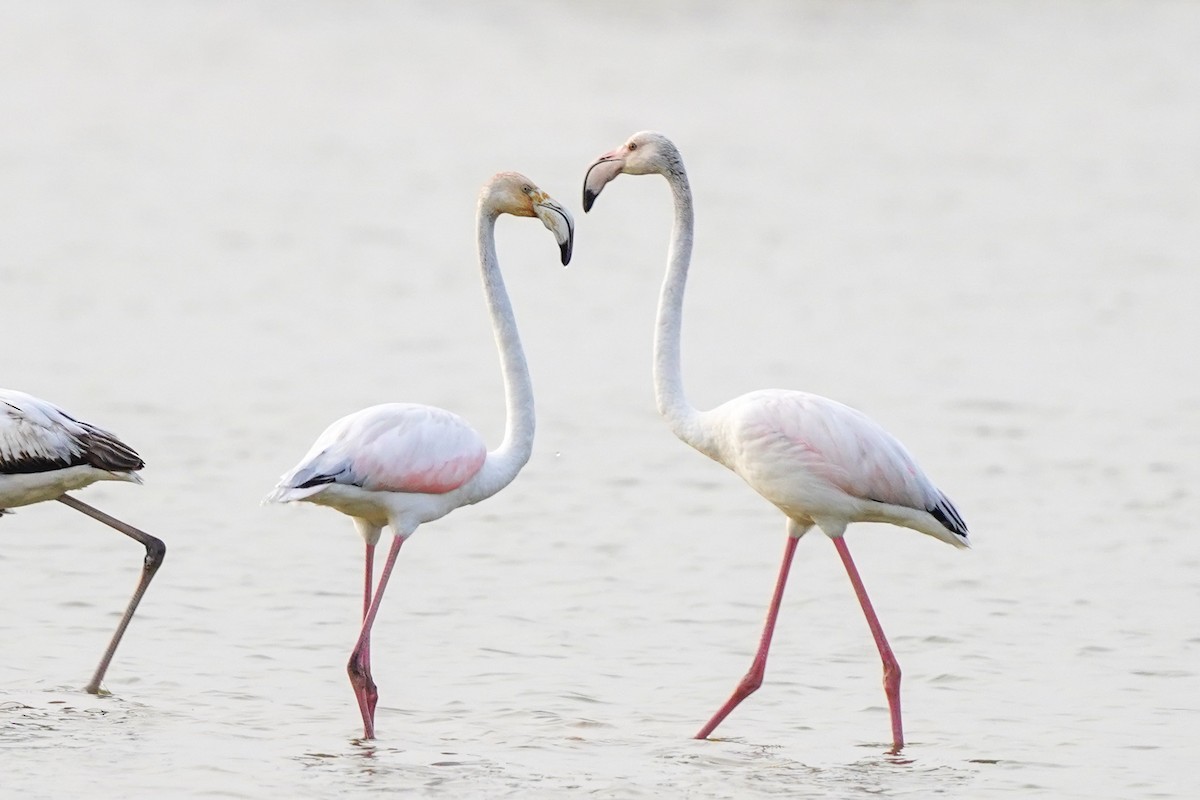Greater Flamingo - ML320196541