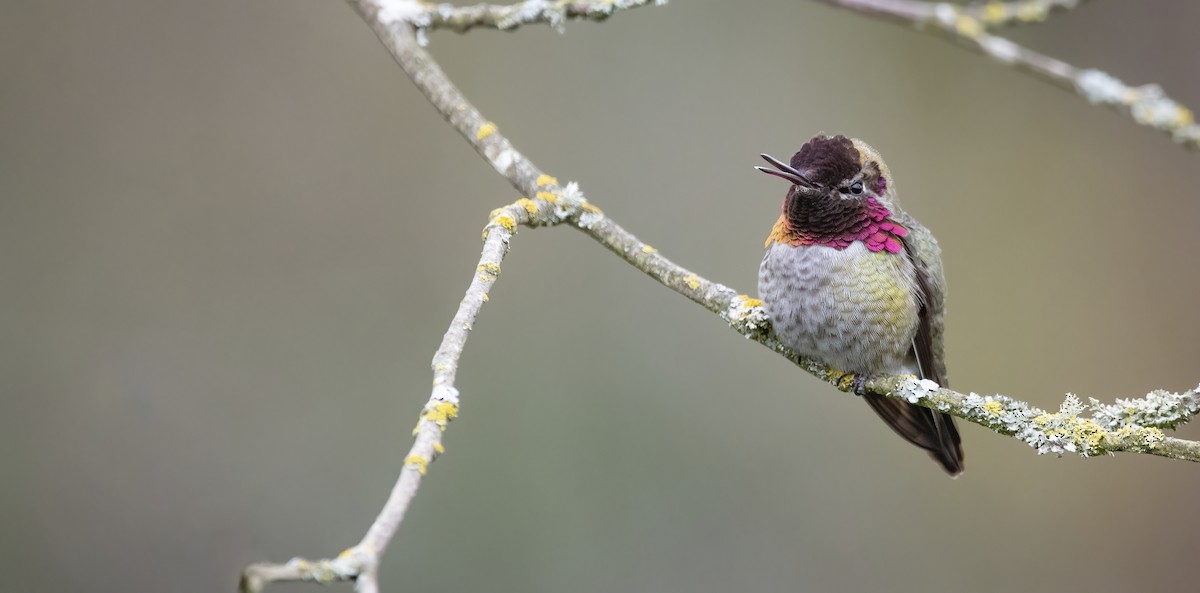 Anna's Hummingbird - ML320196611