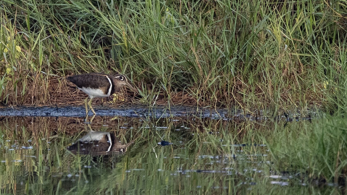 Greater Painted-Snipe - ML320201141