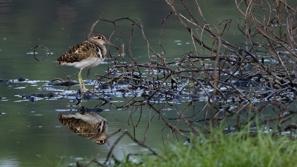 Greater Painted-Snipe - ML320201151