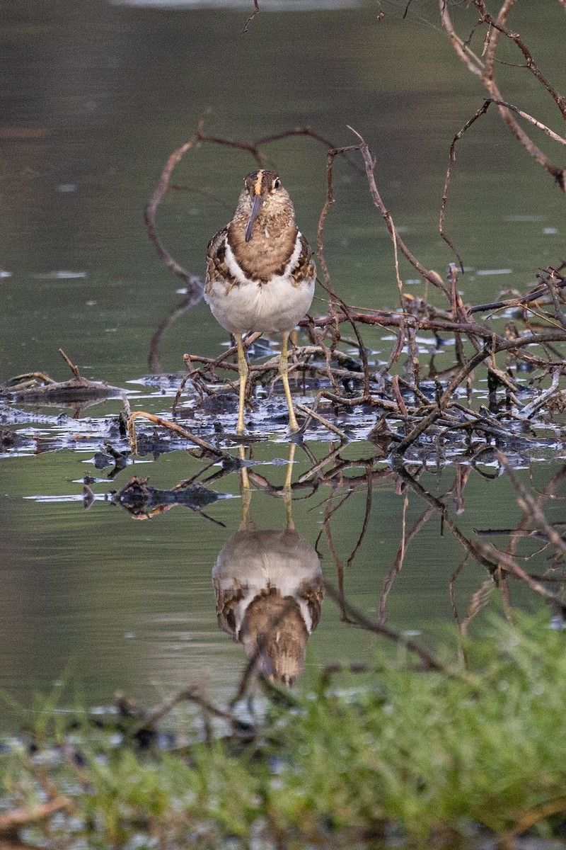 Greater Painted-Snipe - ML320202971