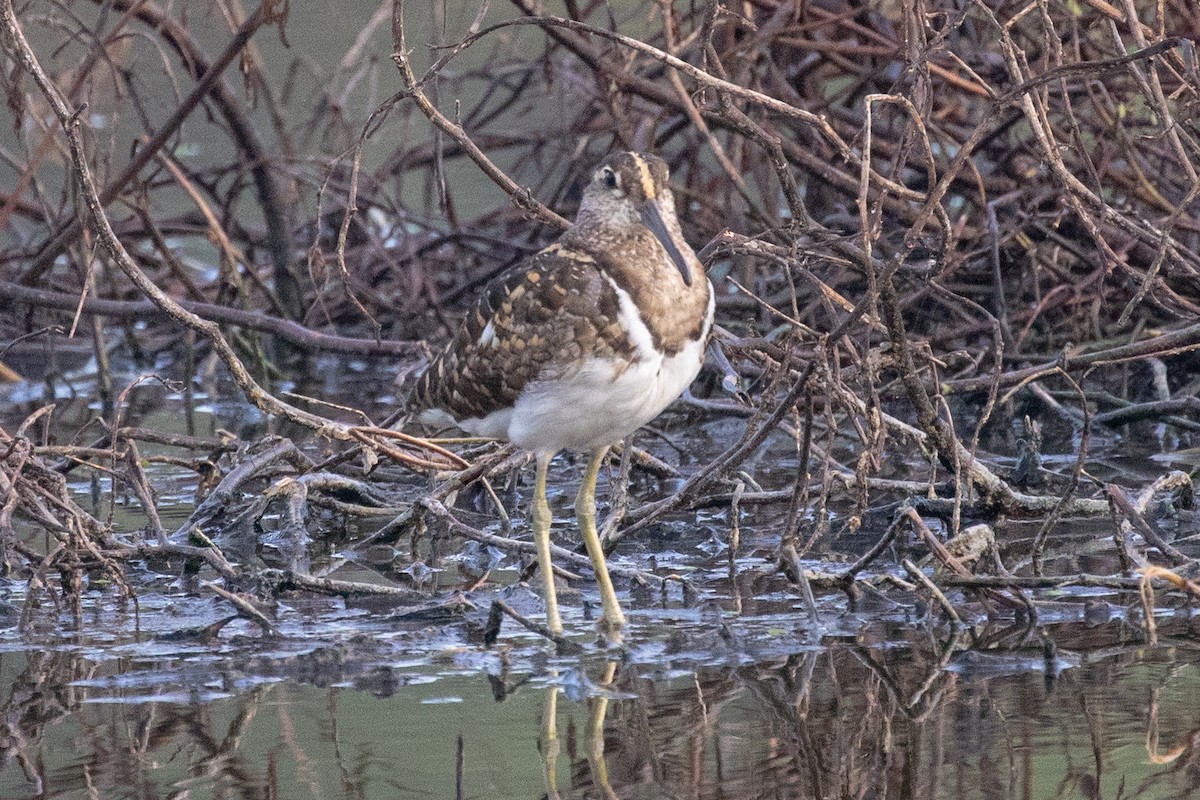 Greater Painted-Snipe - ML320202981