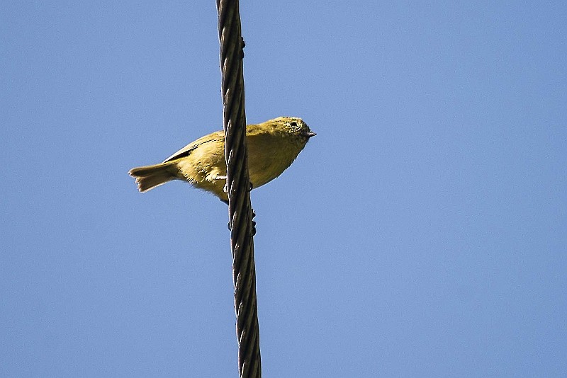 Yellow-browed Tit - ML320206221