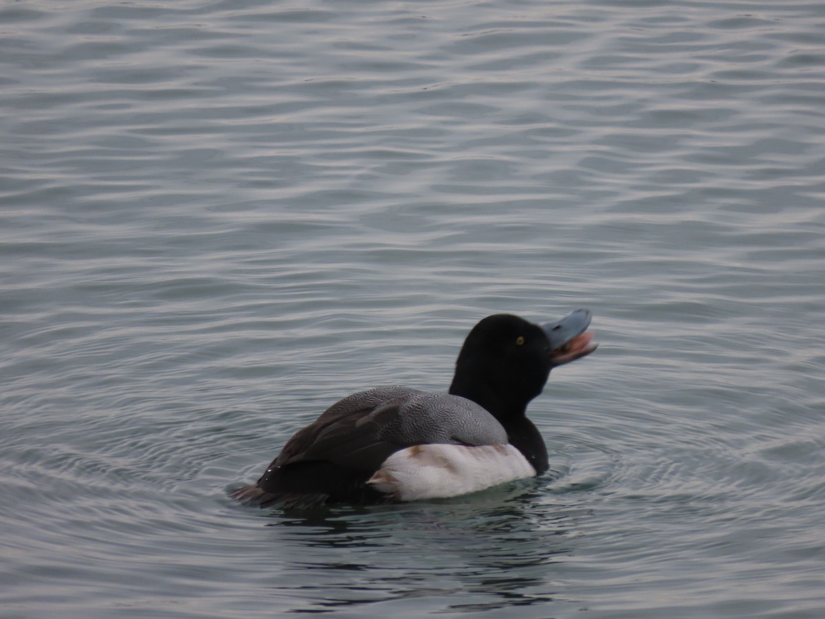Greater Scaup - ML320206611