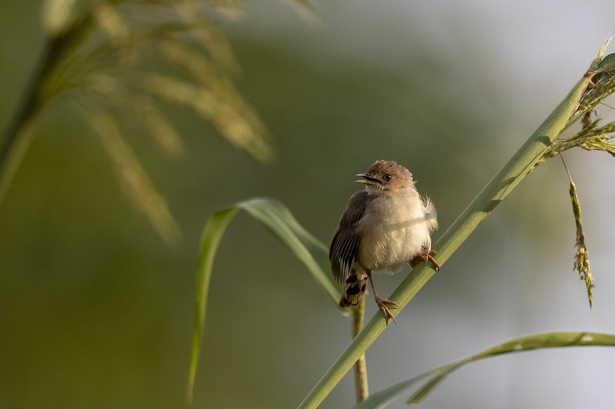 Red-faced Cisticola (Red-faced) - ML320208831