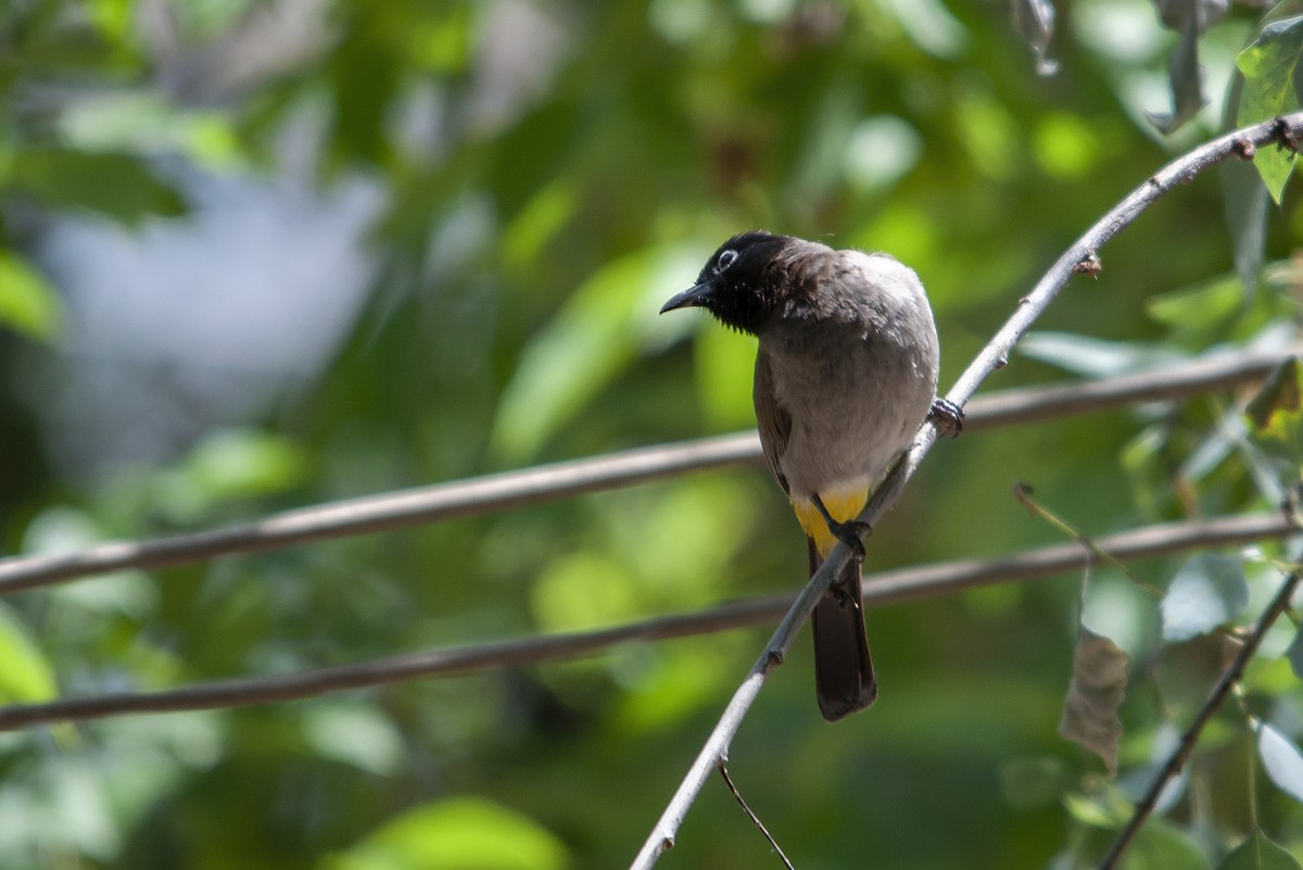 White-spectacled Bulbul - Miguel Rouco